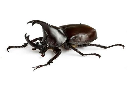 男性的犀牛甲壳虫照片