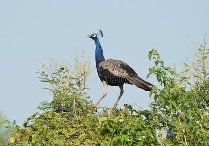 孔雀飞羽矢量无缝图案孔雀雌孔雀飞鸟食野生动物飞孔雀堇蝶朱诺尼亚
