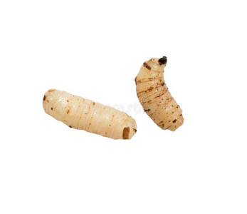 吃猪排的蛆蛆虫四蠕虫苹果蛆幼虫吃苹果在白色背景下损坏蜜蜂蛆和蜜蜂