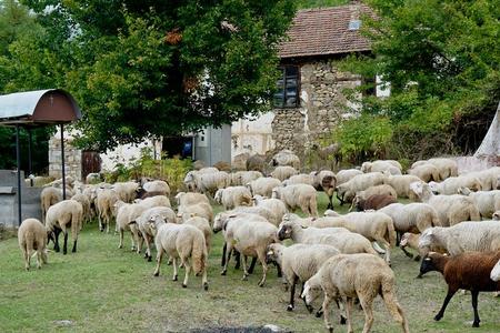兽群关于羊采用指已提到的人草地