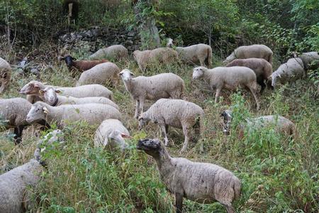 兽群关于羊采用指已提到的人草地