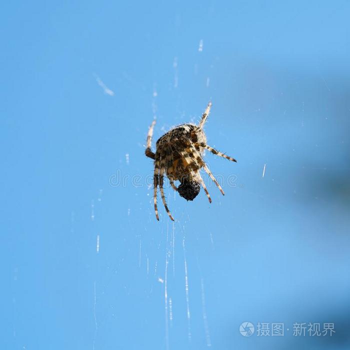 十字架蜘蛛