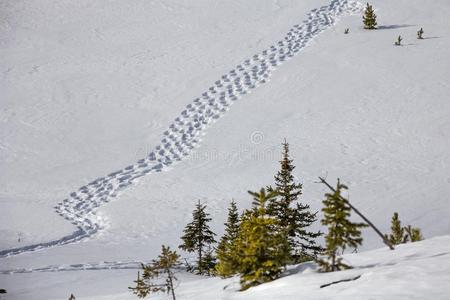 雪鞋小路风对角线地穿过下雪的田