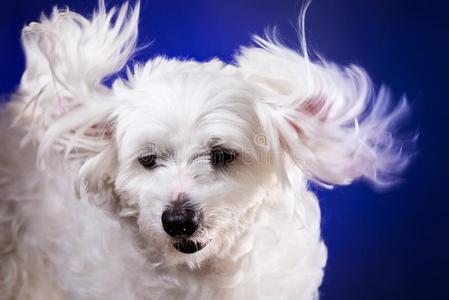 特写镜头肖像关于马耳他人狗采用动态的耳向蓝色后台