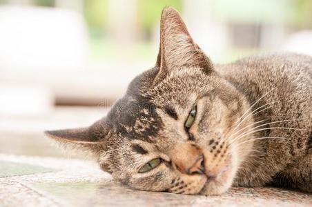 关在上面面容和眼睛关于漂亮的棕色的猫