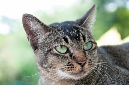 关在上面面容和眼睛关于漂亮的棕色的猫