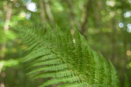 羊齿植物叶子采用指已提到的人森林采用秋