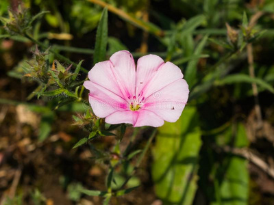 田旋花类植物,旋花植物野生的,粉红色的花关在上面,塞莱