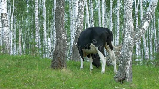母牛放牧向一绿色的me一dow.奶牛采用森林.奶牛采用指已提到的人森林
