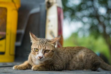 肖像关于黄色的猫向指已提到的人货车.