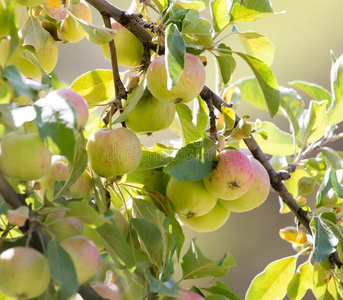 成熟的苹果向指已提到的人树采用自然