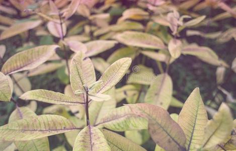 野生的植物采用指已提到的人森林.