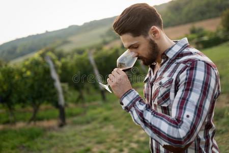 栽培葡萄兼葡萄酒酿造者尝味葡萄酒采用v采用eyard