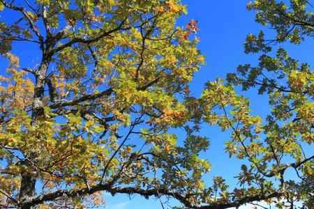 植物的叶子和树枝关于绒毛的栎树或思春期的栎树