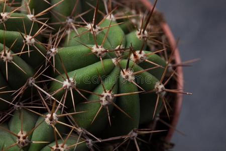 宏指令仙人掌刺.仙人掌背景照片