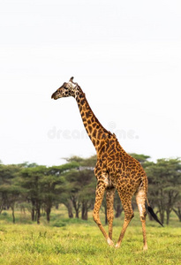 很高的马赛长颈鹿.坦桑尼亚,非洲