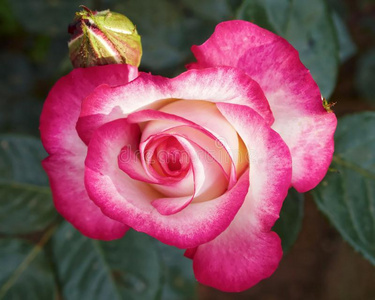 粉红色的白色的玫瑰花特写镜头
