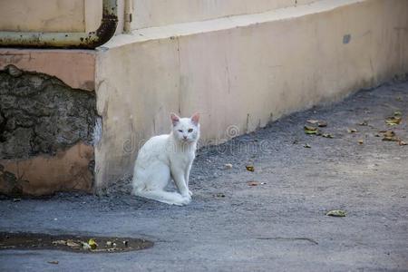 白色的猫