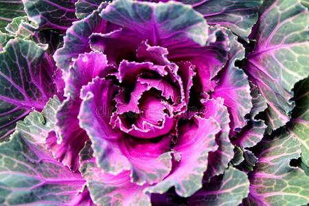 开花羽衣甘蓝粉红色的甘蓝玫瑰照片