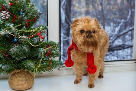 狗和一Christm一s树向指已提到的人窗沿