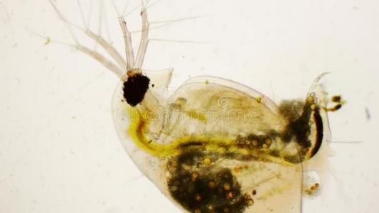 水蚤蚤或普通的水跳蚤在下面指已提到的人显微镜