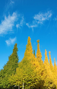 看法关于富有色彩的银杏树树一起伊科纳米基大街从五月