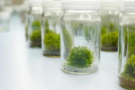 兰花细胞植物薄纸文化照片