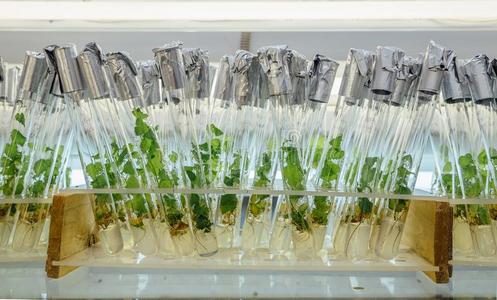 Microplants关于无性繁殖卡累利阿人桦树采用试验管和营养物