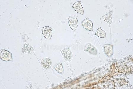 旋涡菌是be的三单形式一属关于protozo一n在下面显微镜看法.