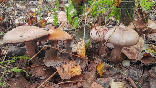 蘑菇采用指已提到的人森林采用秋