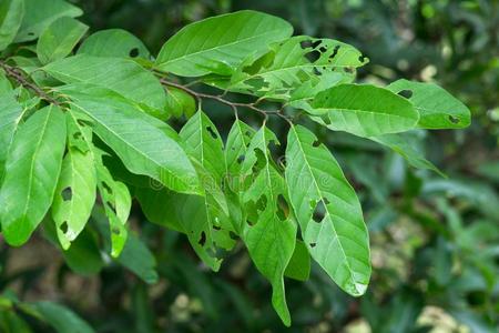 绿色的树叶吃在旁边有害的人或物,aux.用以构成完成式及完成式的不定式洞