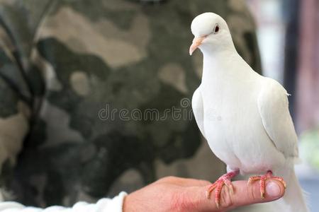 白色的鸽鸟鸽子看台向人英文字母表的第19个字母手