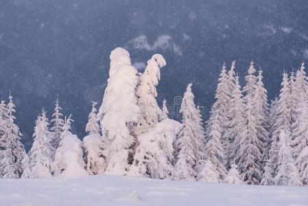 衣着整洁的树采用指已提到的人雪向一mount一采用小山