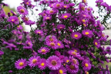 百日草花和铃铛图片