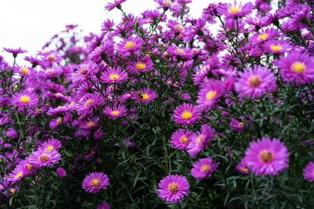 百日草花和铃铛图片