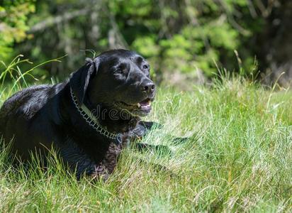 黑的labeldressroutine日常事分类寻猎物犬狗肖像.美丽的大的老的狗.