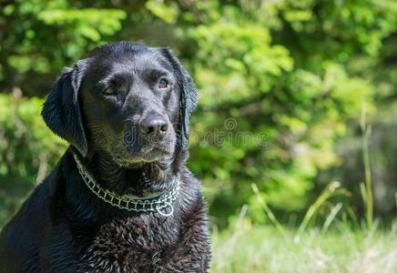 黑的labeldressroutine日常事分类寻猎物犬狗肖像.美丽的大的老的狗.