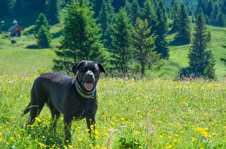 滑块寻猎物犬黑的狗放置采用指已提到的人mounta采用s