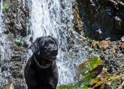 黑的l一beldressroutine日常事分类寻猎物犬狗放置在近处一be一utifulw一terf一ll