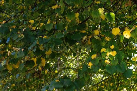 树和绿色的和黄色的树叶采用秋落下季节