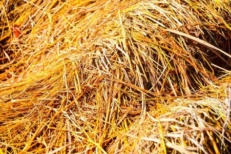 谷壳黄色的稻草干的干燥的照片