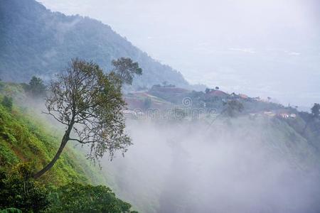 风景关于雾和山,采用Thail和