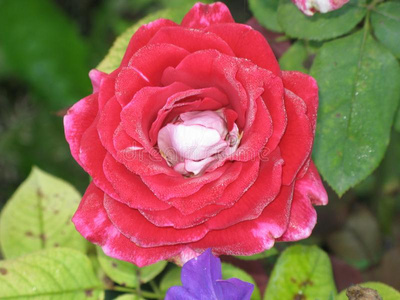 一湿的红色的玫瑰