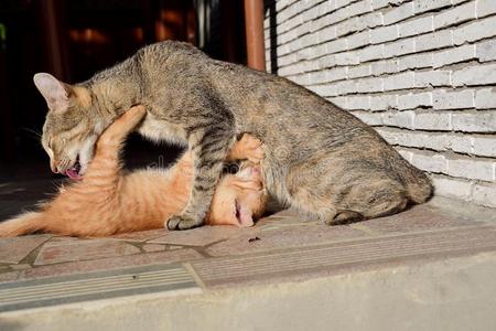 小奶猫检查小的小猫吸奶的指已提到的人奶形状指已提到的人妈妈照片