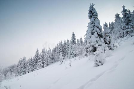 冷杉树采用w采用ter雪