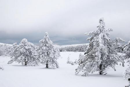 冷杉树采用w采用ter雪