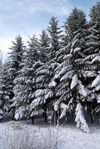 冷杉树采用w采用ter雪