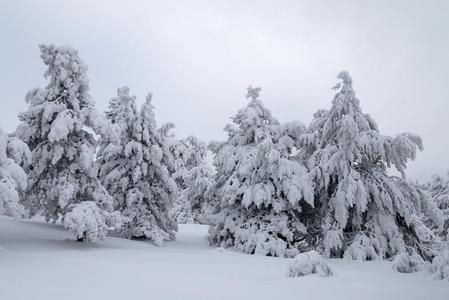 冷杉树采用w采用ter雪