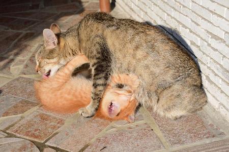 小的小猫吸奶的指已提到的人奶形状指已提到的人妈妈照片