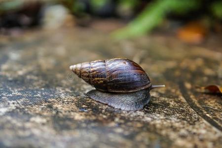 蜗牛出行进入中指已提到的人树湿的地面雨